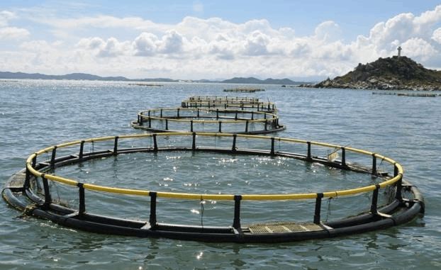 水產(chǎn)養(yǎng)殖賺錢前景,發(fā)財致富指日可待-牧之驕