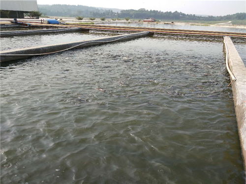 認準 豐都縣淡水魚苗基地