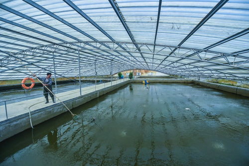 航拍浙江湖州千畝魚塘 滿滿的生態(tài)美