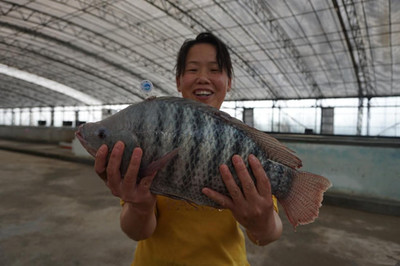 珠海成功研發生態羅非魚養殖技術,每條魚均有&ldquo;身份證&rdquo;