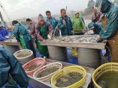 今年養哪條魚能暴富?十大水產養殖明星品種出爐,養魚or養蝦?