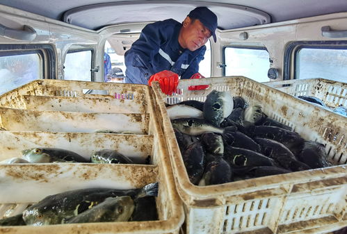 河北灤南 工廠化水產養殖助增收