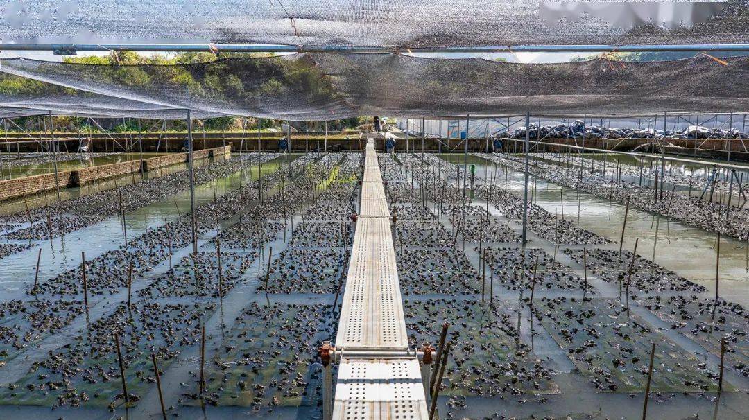 國家種業陣型企業丨中洋集團助力河鲀、蛙類&ldquo;破難題&rdquo;