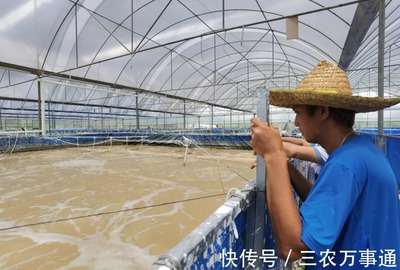 三名80后投資帆布工廠化養蝦,不換水、零排放,畝產3300斤