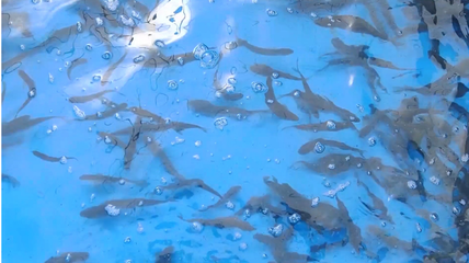 米林市人民政府網(wǎng)