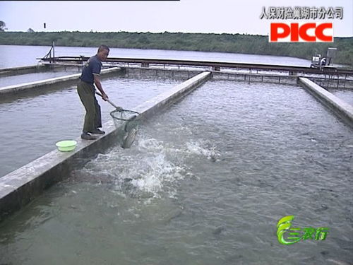 巢湖 水產養殖迎來 豐收季