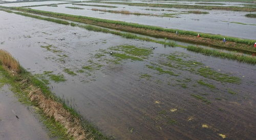 科技賦能，泗洪水產養殖迎發展新機遇
